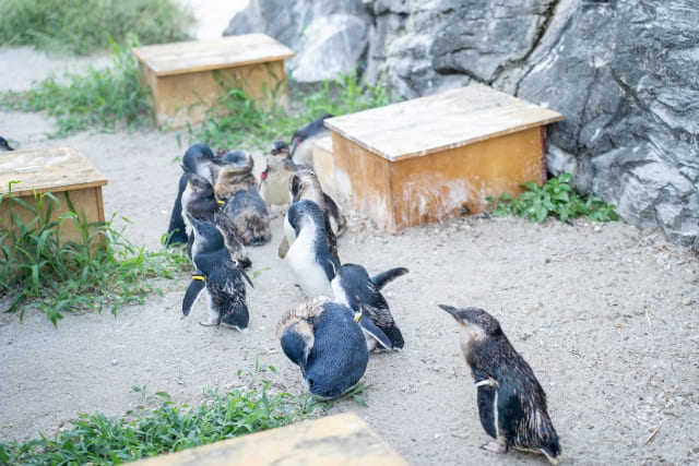 ペンギンの展示は種類も多くて特に人気がある