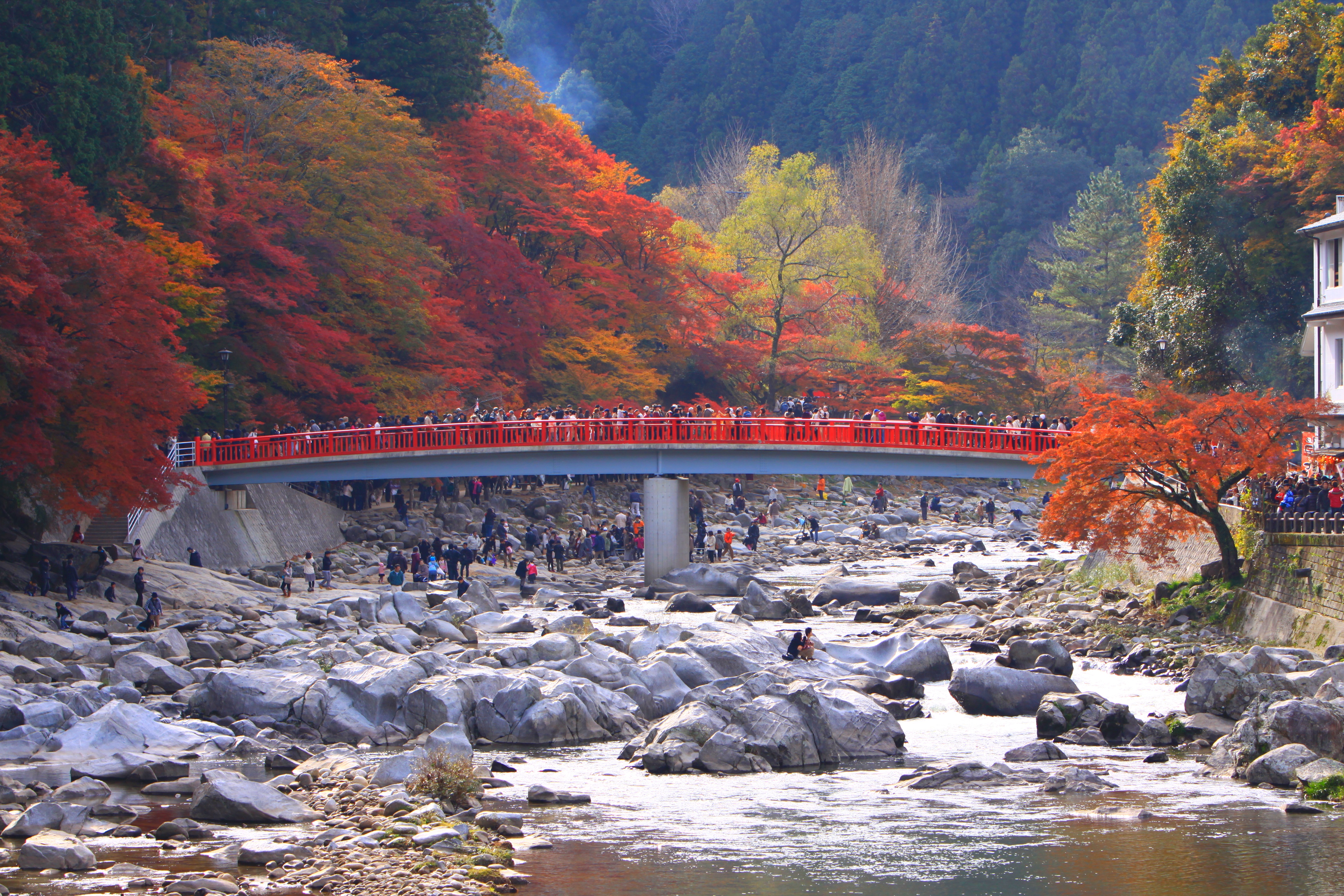 香嵐渓の待月橋と巴川沿いの紅葉