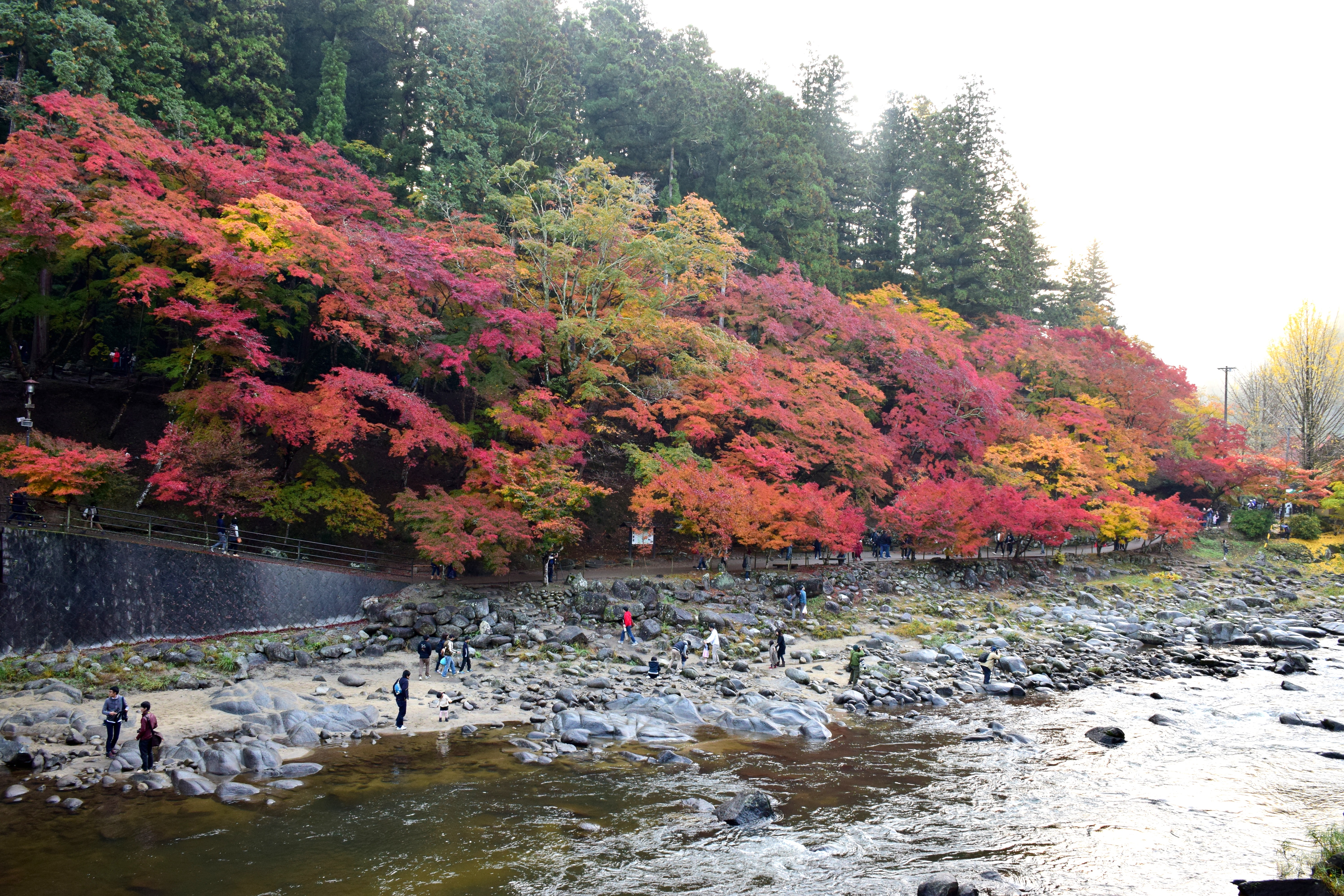香嵐渓の巴川沿いに続く紅葉と遊歩道