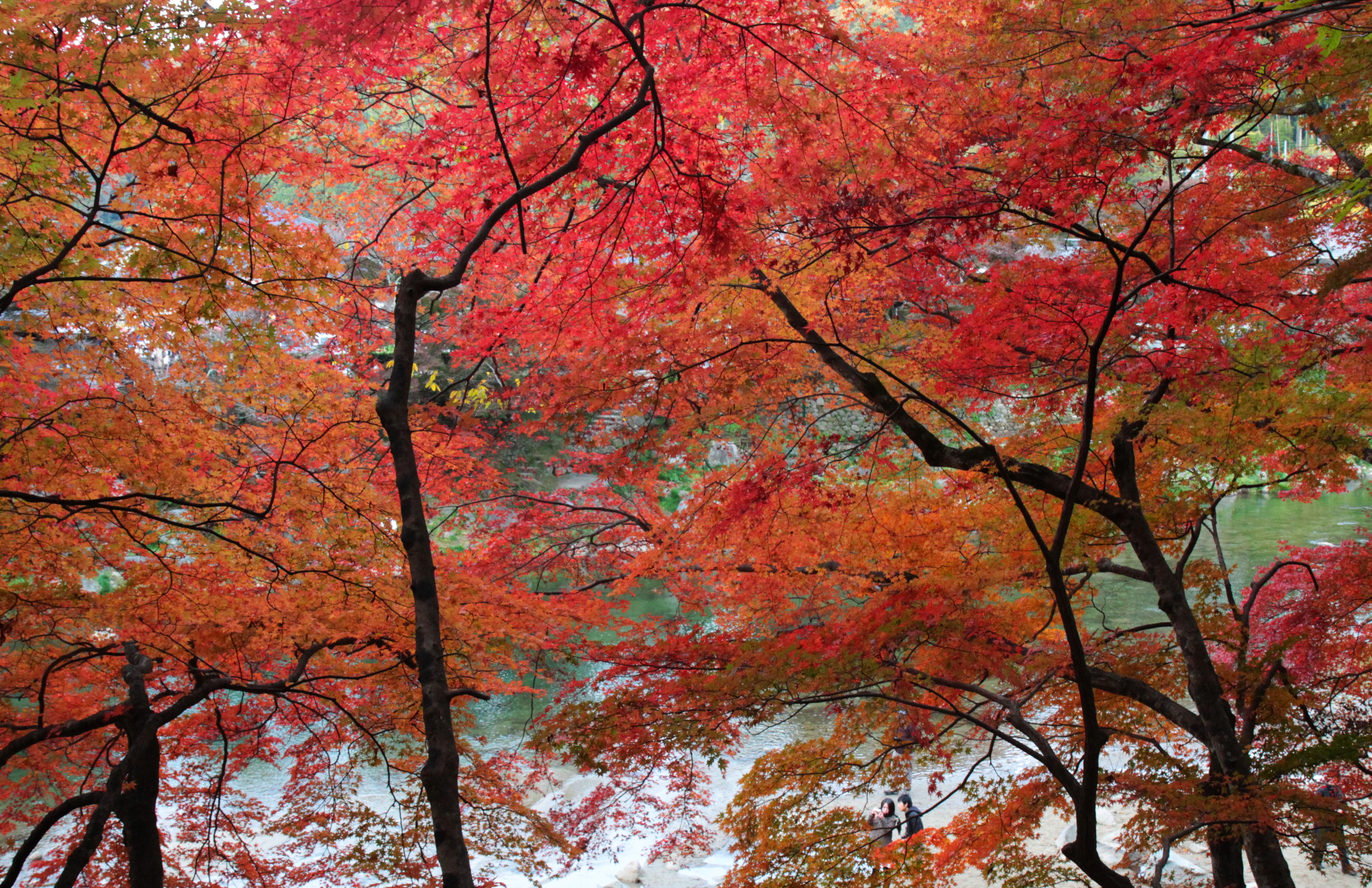 香嵐渓の川辺を覆う赤や橙色の紅葉